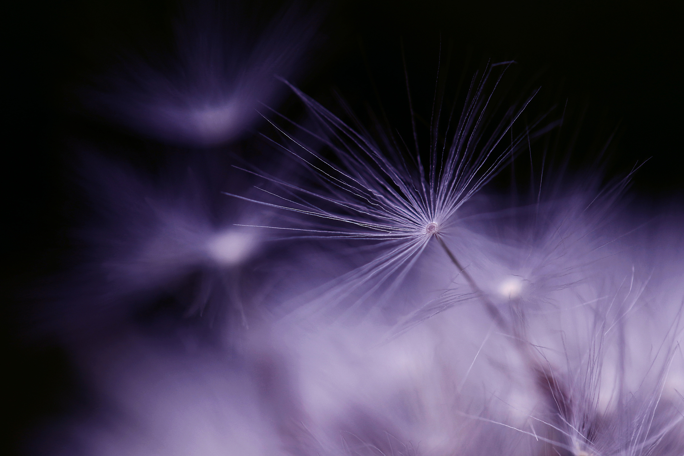 Close-up of a faded dandelion. Seed of a dandelion in violet